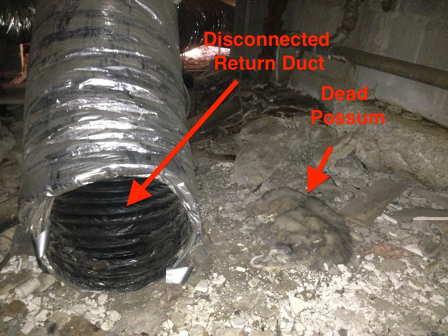 Dead possum lying next to a disconnected return duct in a nasty crawl space [Photo courtesy of E3 Innovate]